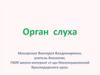 Орган слуха