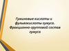 Гуминовые кислоты и фульвокислоты гумуса. Фракционно-групповой состав гумуса