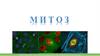Митоз