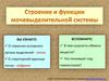 Строение и функции мочевыделительной системы