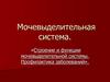 Строение органов мочевыделительной системы