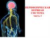 Периферическая нервная система. Часть 1