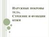 Наружные покровы тела. Строение и функции кожи