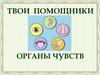 Органы чувств