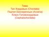 Тип Хордовые (Chordata). Подтип Бесчерепные (Acrania). Класс Головохордовые (Cephalochordata)