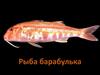 Рыба барабулька