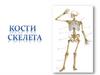 Кости скелета