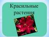 Красильные растения