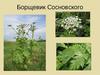 Борщевик Сосновского