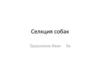 Селекция собак