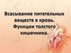 Всасывание питательных веществ в кровь. Функции толстого кишечника