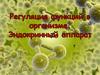 Регуляция функций в организме. Эндокринный аппарат