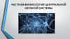 Частная физиология центральной нервной системы. Лекция 3