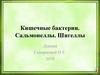 Кишечные бактерии. Сальмонеллы. Шигеллы