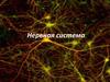Нервная система человека
