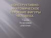 Конструктивно- анатомическое строение фигуры человека