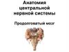 Анатомия центральной нервной системы. Продолговатый мозг