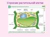 Клеточное строение корня растения