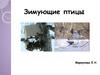 Зимующие птицы