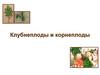Клубнеплоды и корнеплоды