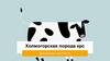 Холмогорская порода коров
