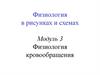 Физиология кровообращения