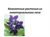 Комнатные растения из экваториального леса
