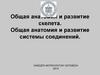 Общая анатомия и развитие скелета. Общая анатомия и развитие системы соединений