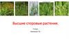 Высшие споровые растения