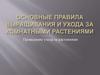 Правила выращивания и ухода за комнатными растениями