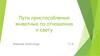 Пути приспособления животных по отношению к свету