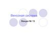 Венозная система. Лекция № 19