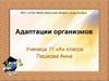 Адаптации организмов