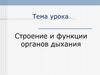 Органы дыхания