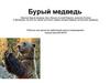 Бурый медведь