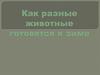 Как разные животные готовятся к зиме