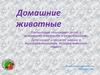 Домашние животные