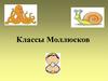 Классы Моллюсков