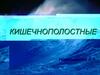 Кишечнополостные. Классификация