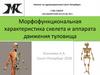 Морфофункциональная характеристика скелета и аппарата движения туловища