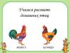 Учимся рисовать домашних птиц: петух, курица