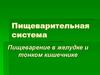 Пищеварительная система