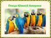 Птицы Южной Америки