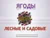 Ягоды. Лесные и садовые