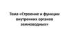 Строение и функции внутренних органов земноводных