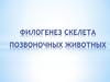 Филогенез скелета позвоночных животных