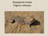 Бородатая агама. Pogona vitticeps