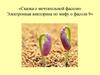 «Сказка о мечтательной фасоли» Электронная викторина по мифу о фасоли