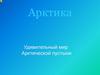 Арктика. Удивительный мир. Арктической пустыни