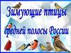 Зимующие птицы средней полосы России